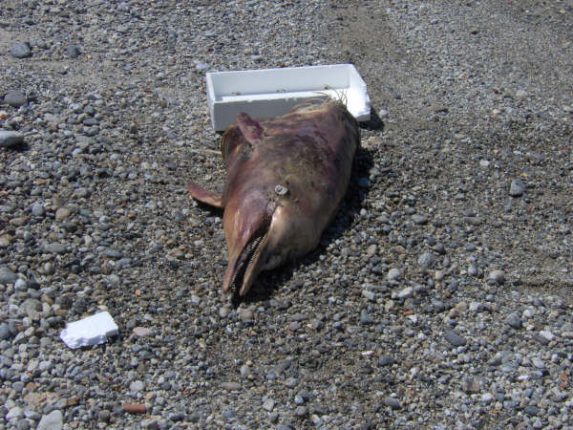 bagnara delfino mutilato 2007